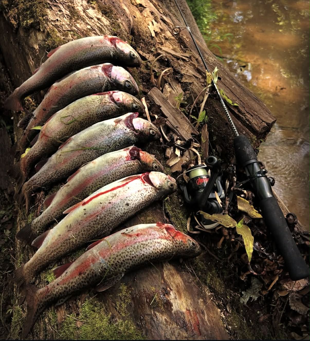 Fish caught at Rooster Run